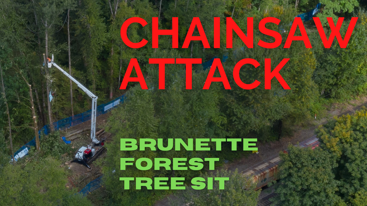Video Chainsaw Attack at Forest Wilderness Committee